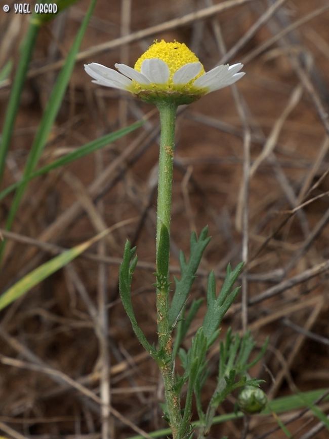 Anthemis philistea  Anthemis philistea,Geotagged,Israel,Spring