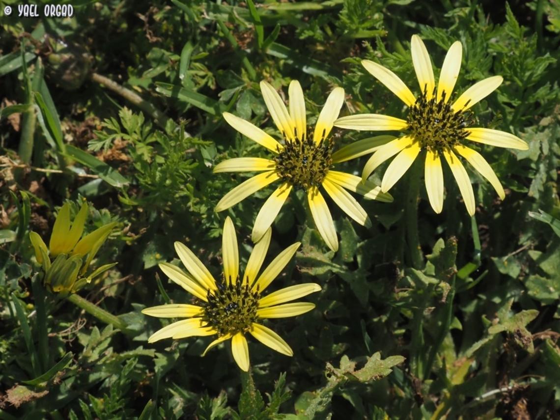 Arctotheca calendula a new invasive species in Israel...  Arctotheca calendula,Geotagged,Israel,Plain treasureflower,Spring