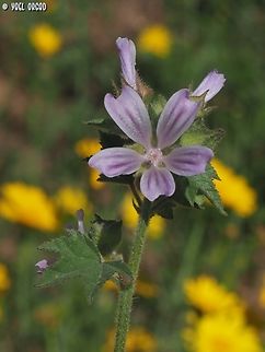 Malva (Lavatera) cretica  Geotagged,Israel,Malva cretica,Spring