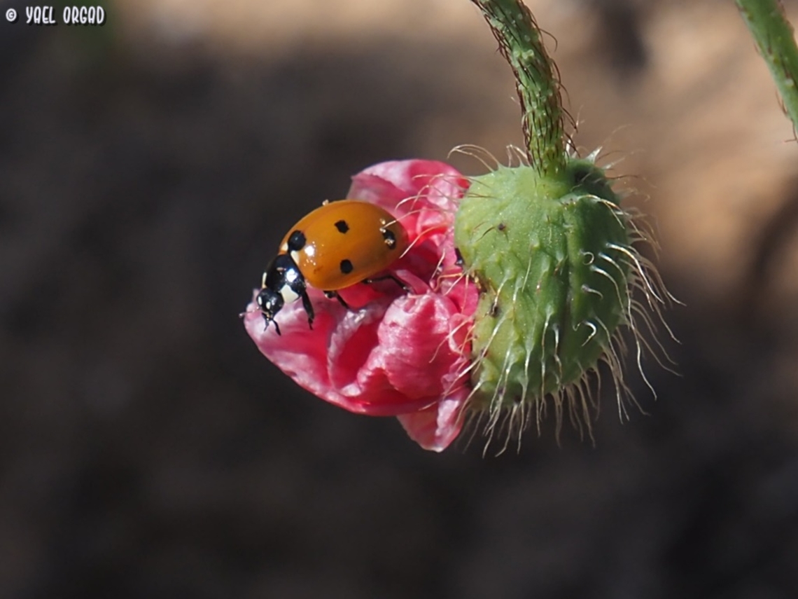 Jump! Coccinella septempunctata on the bud of Papaver umbonatum Coccinella septempunctata,Geotagged,Israel,Seven-spotted Lady Beetle,Spring
