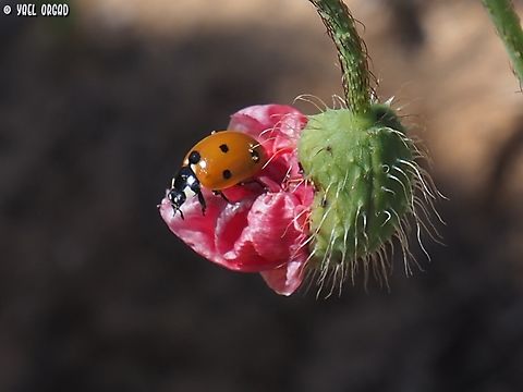 Jump! Coccinella septempunctata on the bud of Papaver umbonatum Coccinella septempunctata,Geotagged,Israel,Seven-spotted Lady Beetle,Spring