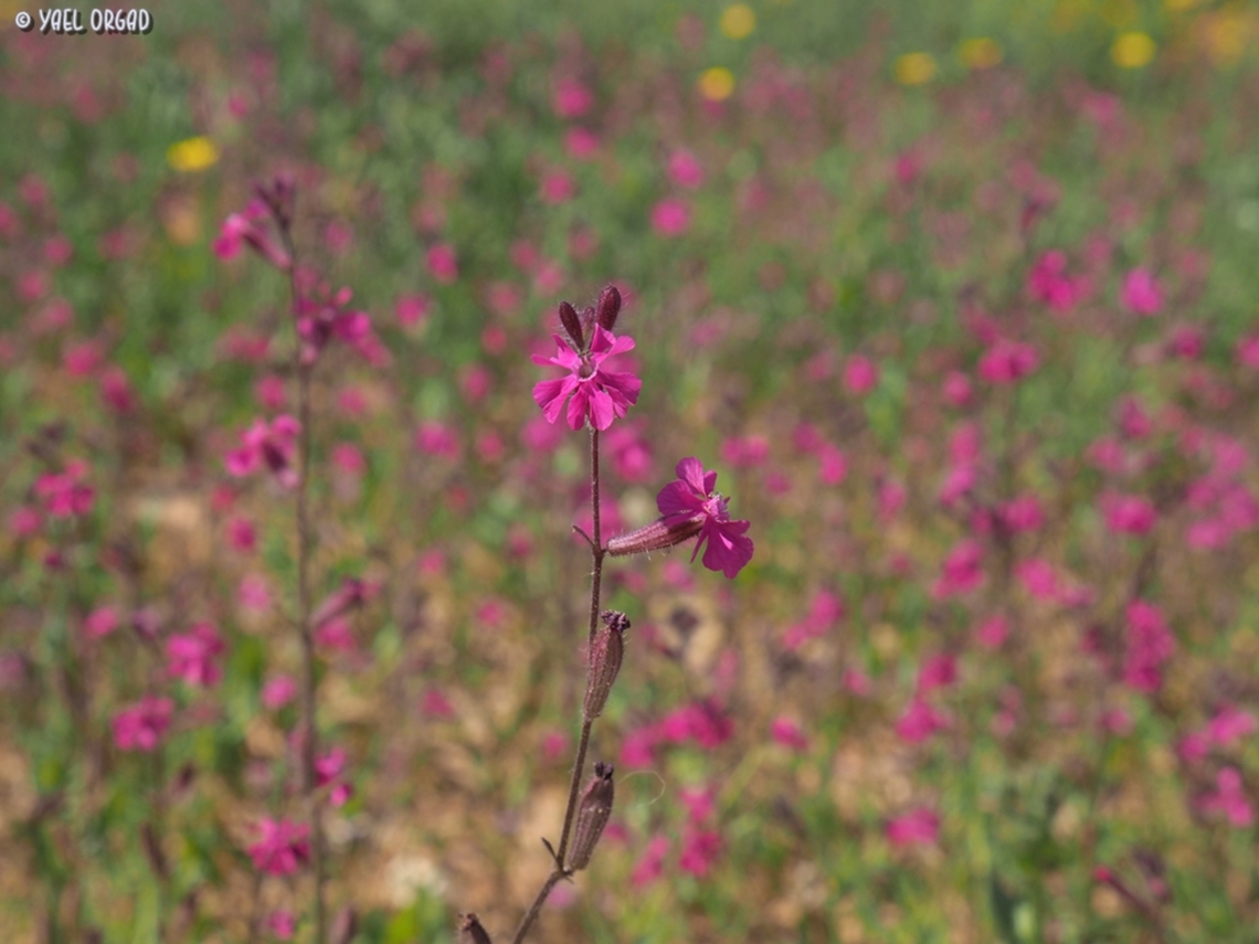 Silene palaestina  Geotagged,Israel,Silene palaestina,Spring
