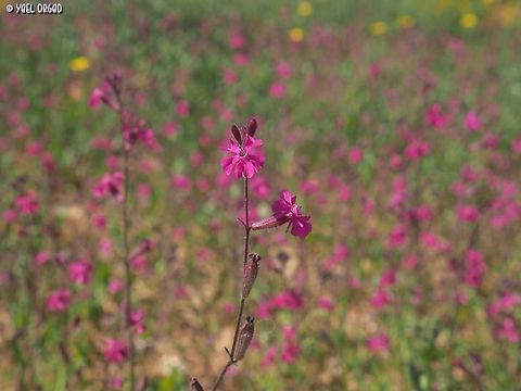 Silene palaestina  Geotagged,Israel,Silene palaestina,Spring
