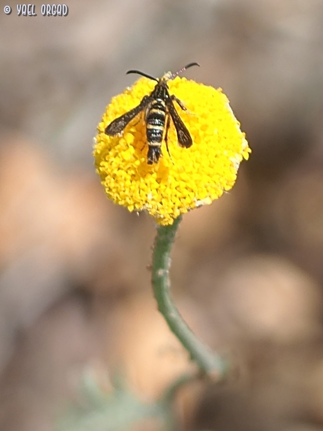 Osminia fenusaeformis  Geotagged,Israel,Osminia fenusaeformis,Spring