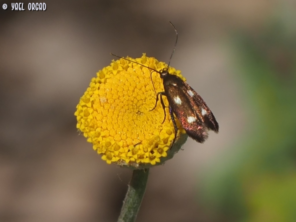 Scythris flabella  Geotagged,Israel,Scythris flabella,Spring