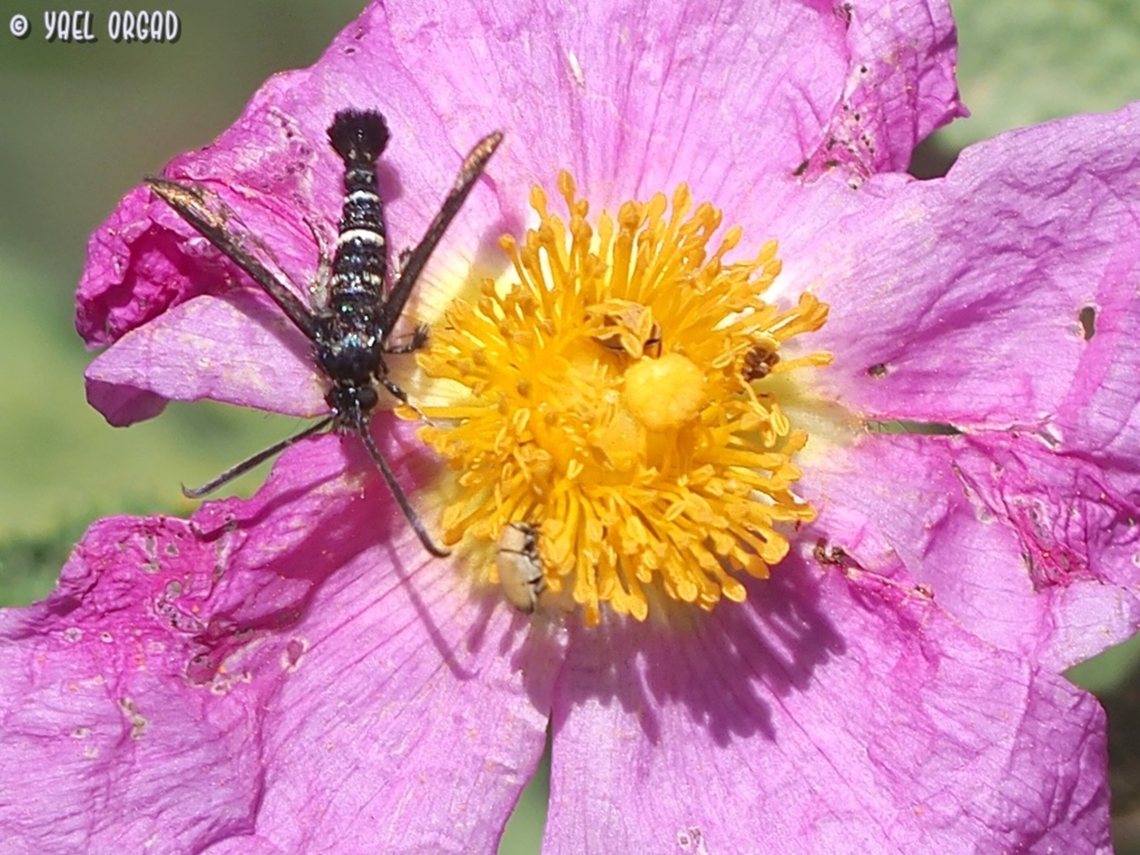 Osminia fenusaeformis on Cistus creticus  Geotagged,Israel,Osminia fenusaeformis,Spring