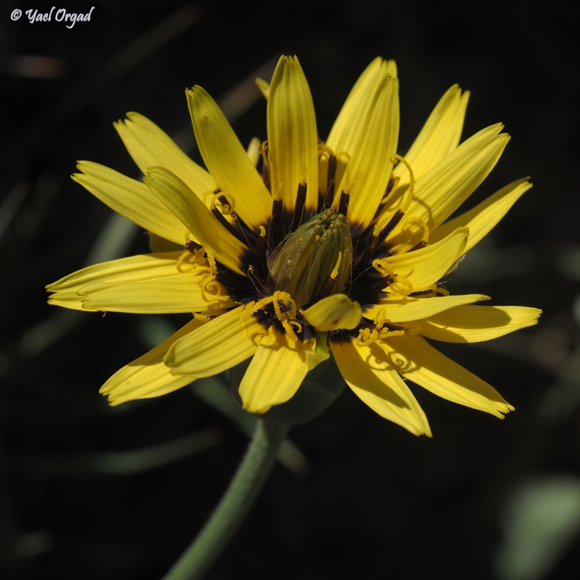 Scorzonera libanotica Scorzonera libanotica - also called Pseudopodospermum libanoticum - <br />
first discovered in Israel at June 12th, 2023! and I got to see it just one week later!<br />
this was the first time this plant was found in the Hermon region. it was known from the Lebanon and Anti-Lebanon mountain ridges in Lebanon and Syria. <br />
 Israel,Mount Hermon,Scorzonera libanotica
