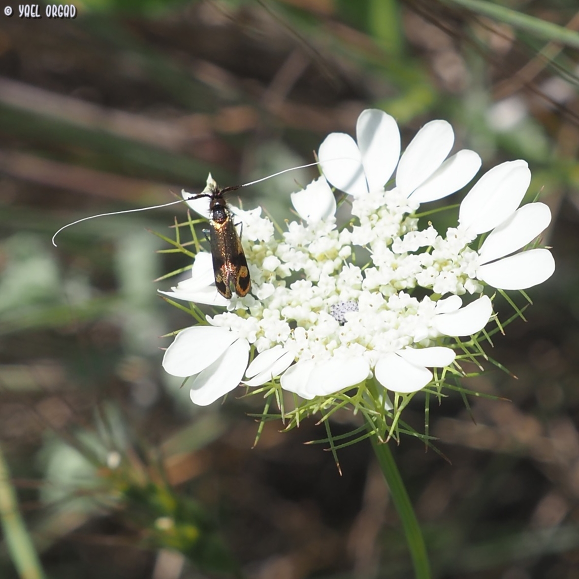 Artedia squamata with a moth of the Adelidae family  Artedia,Artedia squamata,Geotagged,Israel,Spring