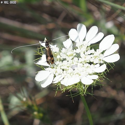 Artedia squamata with a moth of the Adelidae family  Artedia,Artedia squamata,Geotagged,Israel,Spring