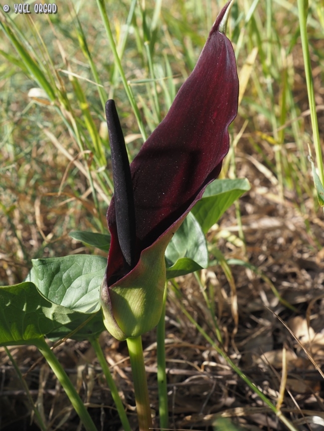 Arum palaestinum  Arum palaestinum,Geotagged,Israel,Palestine Arum,Spring