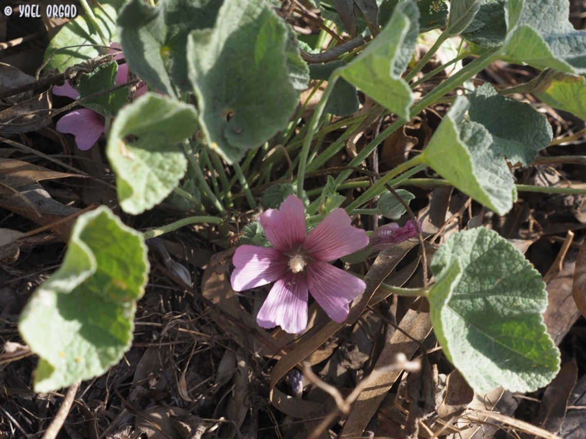 Alcea acaulis  Alcea acaulis,Geotagged,Israel,Spring