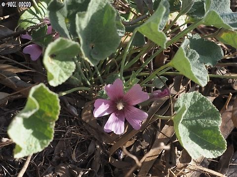 Alcea acaulis  Alcea acaulis,Geotagged,Israel,Spring