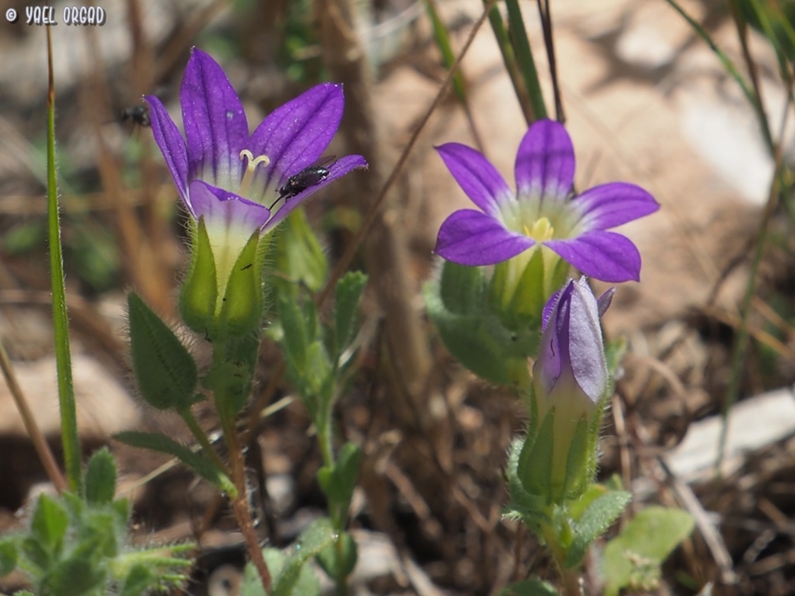 Campanula hierosolymitana  Campanula hierosolymitana,Geotagged,Israel,Spring