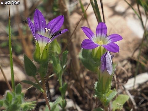 Campanula hierosolymitana  Campanula hierosolymitana,Geotagged,Israel,Spring