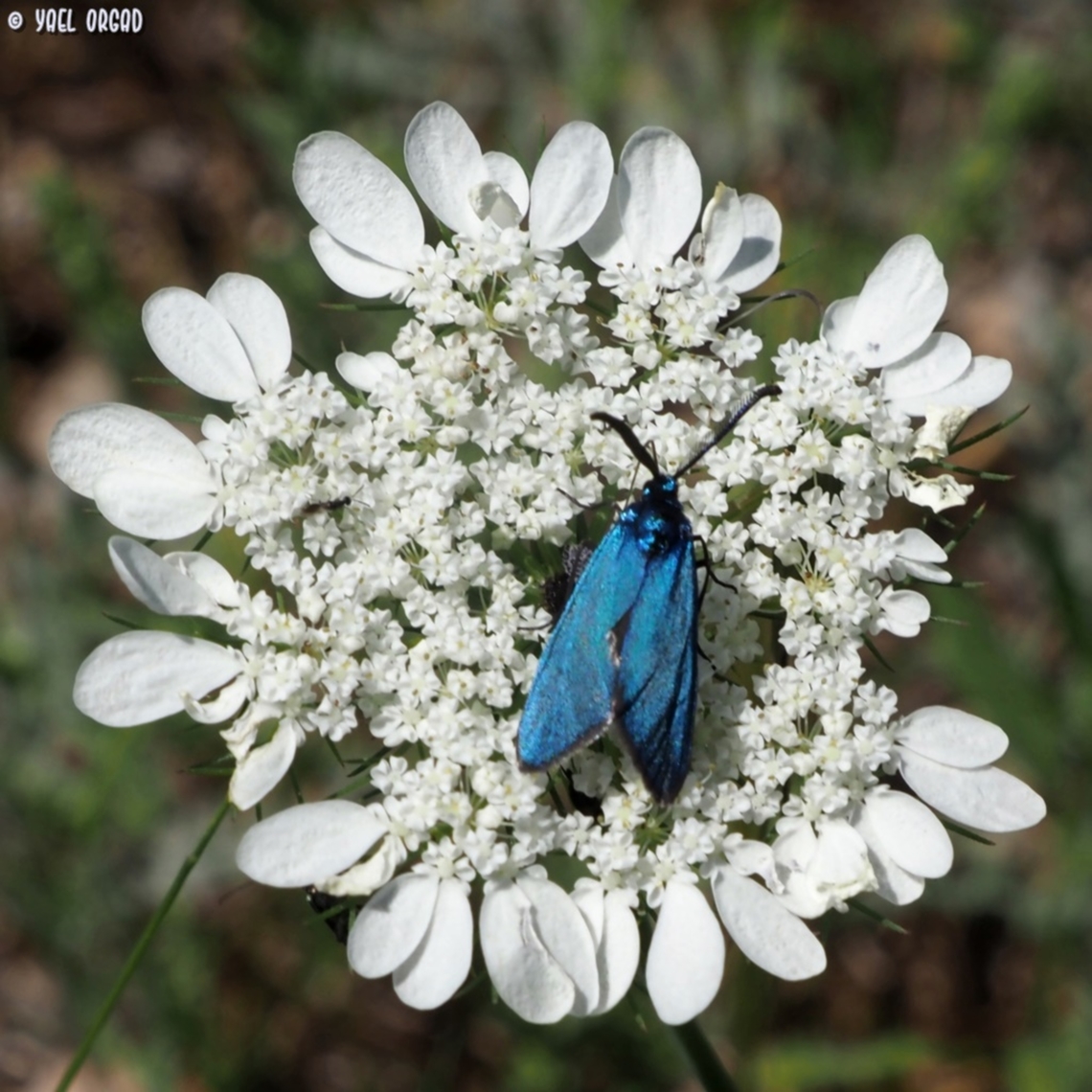 Adscita statices on Artedia squamata  Adscita statices,Geotagged,Green forester,Israel,Spring