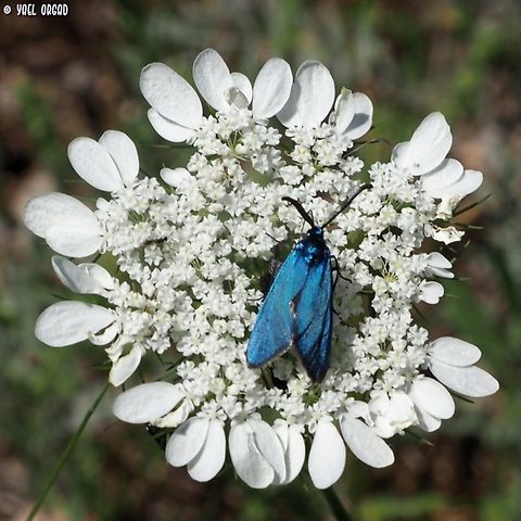 Adscita statices on Artedia squamata  Adscita statices,Geotagged,Green forester,Israel,Spring
