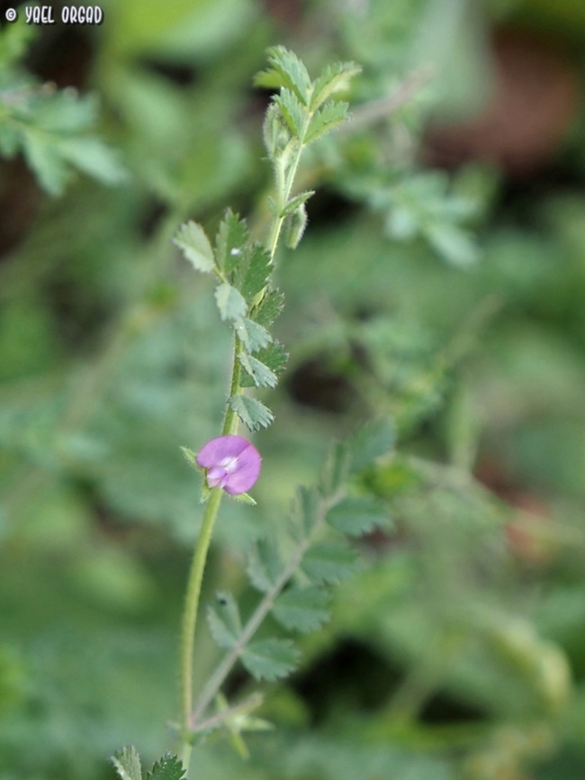 Wild Chickpea Cicer judaicum Cicer judaicum,Geotagged,Israel,Spring
