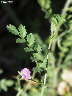 Wild Chickpea Cicer judaicum Cicer judaicum,Geotagged,Israel,Spring
