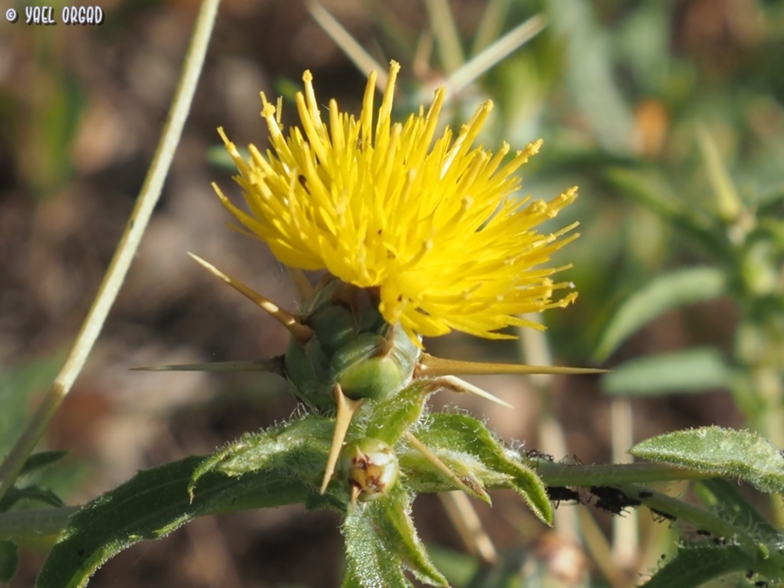 Centaurea hyalolepis  Centaurea hyalolepis,Eastern Star-Thistle,Geotagged,Israel,Spring