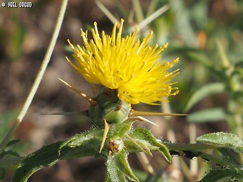 Centaurea hyalolepis  Centaurea hyalolepis,Eastern Star-Thistle,Geotagged,Israel,Spring