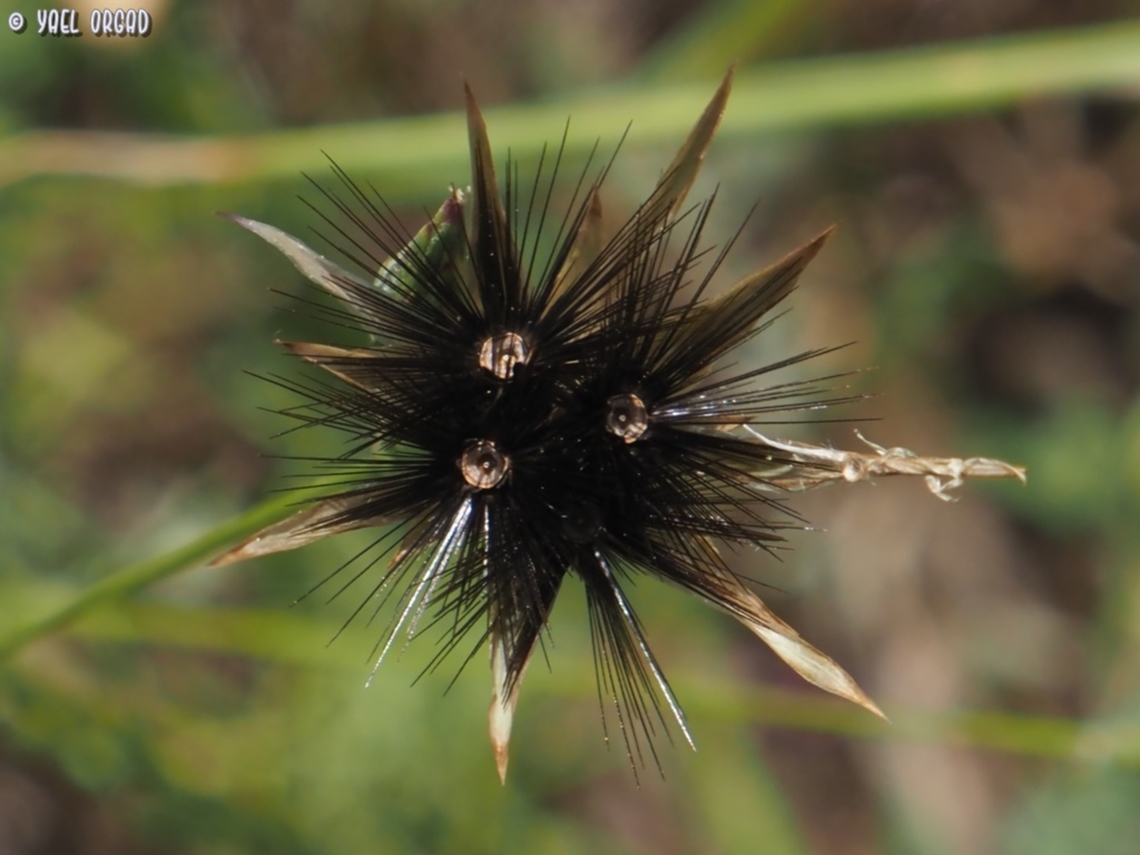 This is NOT a Sea-Urchin! it's actually the seeds of Crupina crupinastrum Crupina crupinastrum,False saw-wort,Geotagged,Israel,Spring