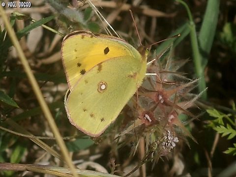 Colias croceus  Clouded yellow,Colias croceus,Geotagged,Israel,Spring