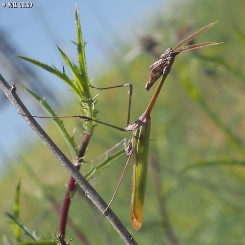 Empusa fasciata I think this is my favorite praying mantis...  Empusa fasciata,Geotagged,Israel,Spring