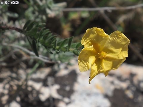 Fumana scoparia  Fumana scoparia,Geotagged,Israel,Spring