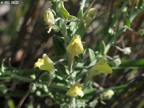 Kickxia aegyptiaca I love all this genus, love the name and the flowers with their big luscious lips....  Geotagged,Israel,Kickxia aegyptiaca,Spring