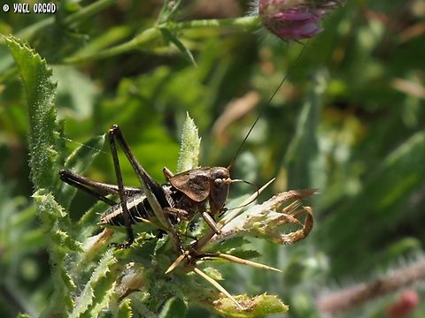 Eupholidoptera lyra - male  Eupholidoptera lyra,Geotagged,Israel,Spring