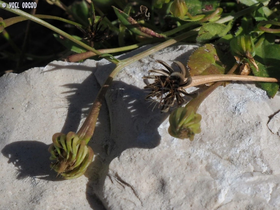 Hedypnois rhagadioloides fruit Cretanweed,Geotagged,Hedypnois rhagadioloides,Israel,Spring