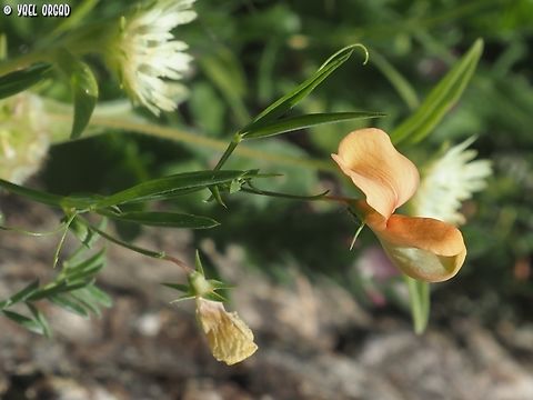 Lathyrus gorgonei  Geotagged,Israel,Lathyrus gorgonei,Lathyrus gorgoni,Spring