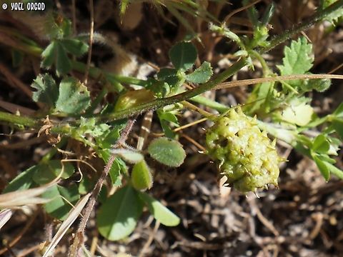 Medicago truncatula  Barrelclover,Geotagged,Israel,Medicago truncatula,Spring