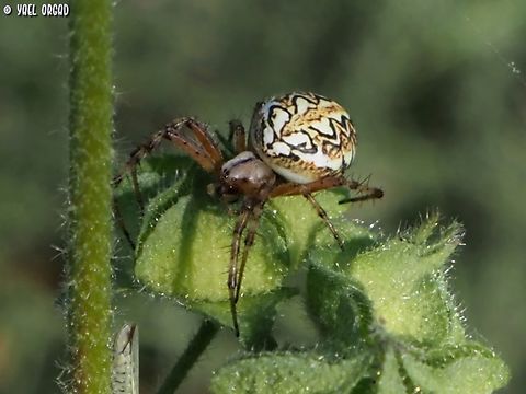 Neoscona adianta  Geotagged,Israel,Neoscona adianta,Spring