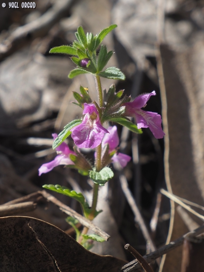 Stachys neurocalycina  Geotagged,Israel,Spring,Stachys neurocalycina