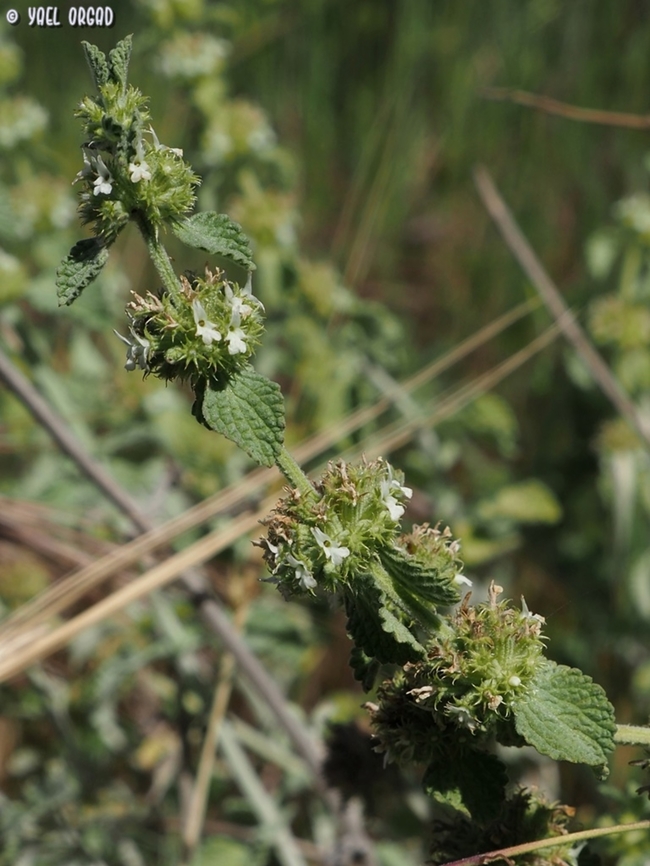 Marrubium vulgare  Geotagged,Israel,Marrubium vulgare,Spring,White horehound