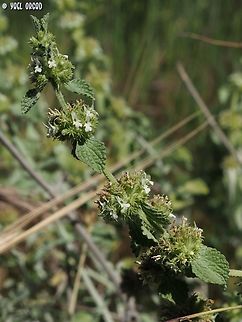 Marrubium vulgare  Geotagged,Israel,Marrubium vulgare,Spring,White horehound