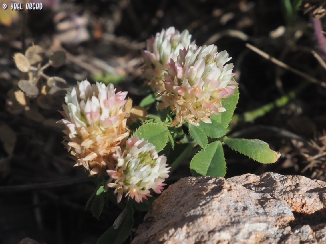 Trifolium argutum  Geotagged,Israel,Spring,Trifolium argutum