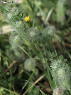 Trifolium pilulare  Geotagged,Israel,Spring,Trifolium pilulare
