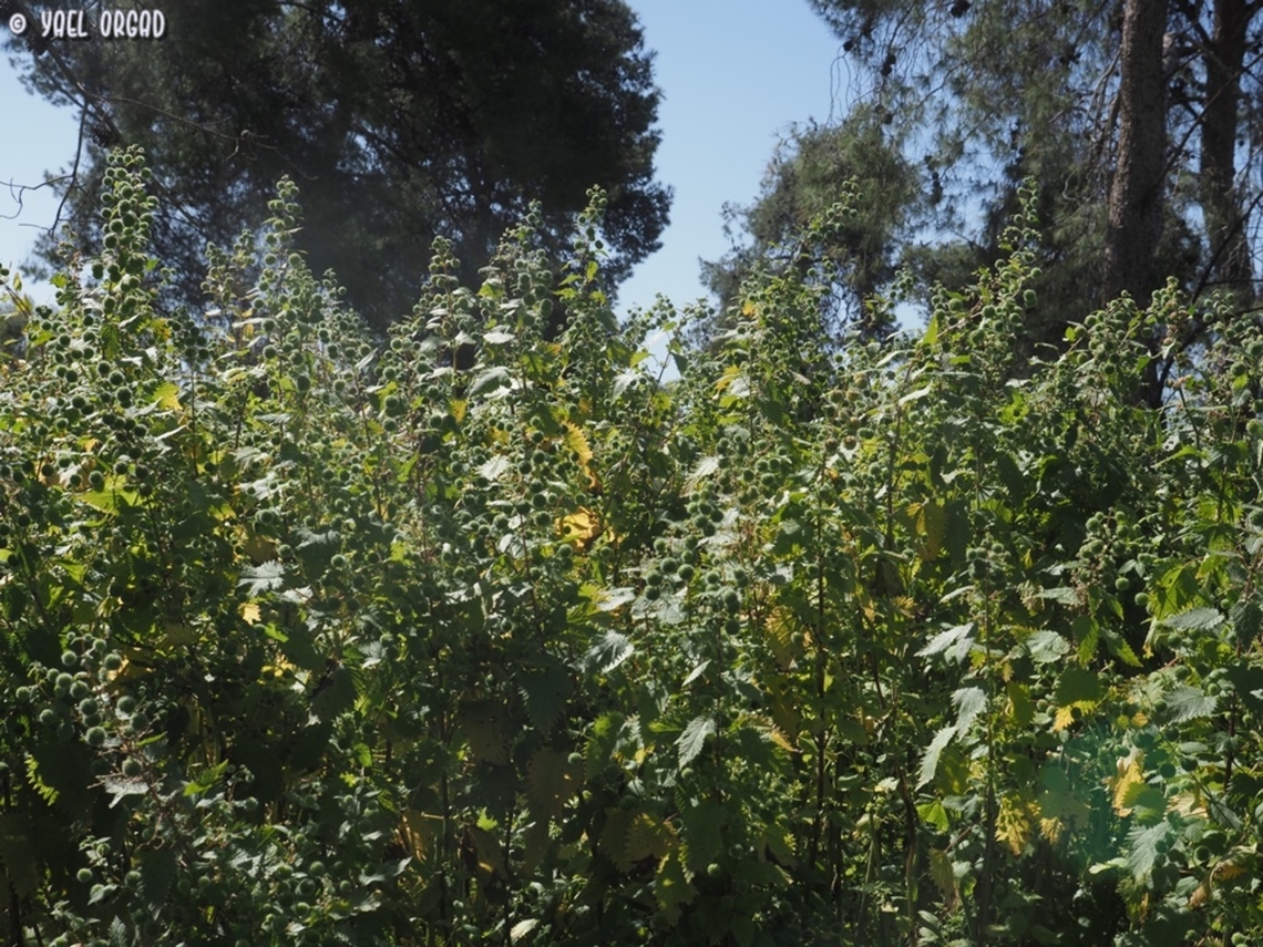 Urtica pilulifera  Geotagged,Israel,Spring,Urtica pilulifera