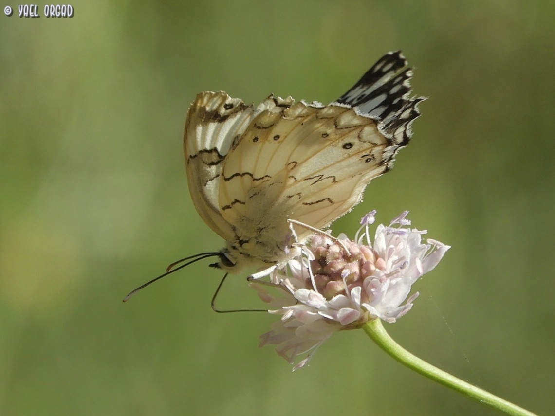 Melanargia titea on Cephalaria joppensis  Geotagged,Israel,Levantine Marbled White,Melanargia titea,Spring