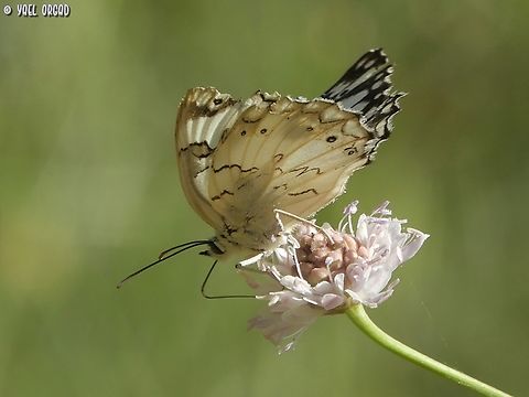 Melanargia titea on Cephalaria joppensis  Geotagged,Israel,Levantine Marbled White,Melanargia titea,Spring