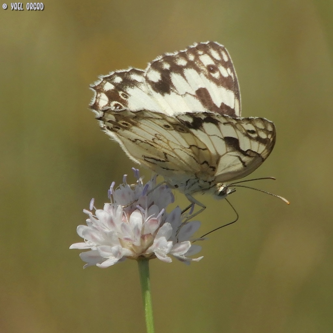 Melanargia titea on Cephalaria joppensis  Cephalaria joppensis,Geotagged,Israel,Spring