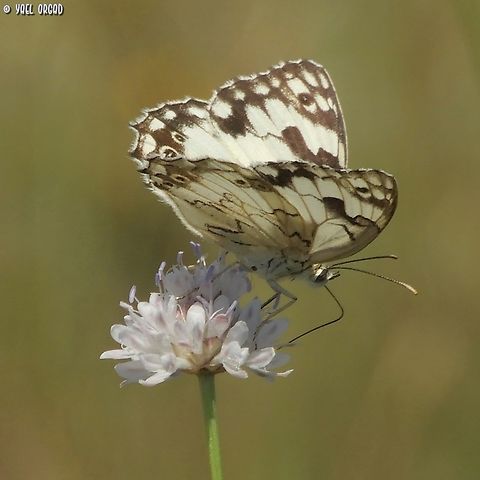 Melanargia titea on Cephalaria joppensis  Cephalaria joppensis,Geotagged,Israel,Spring