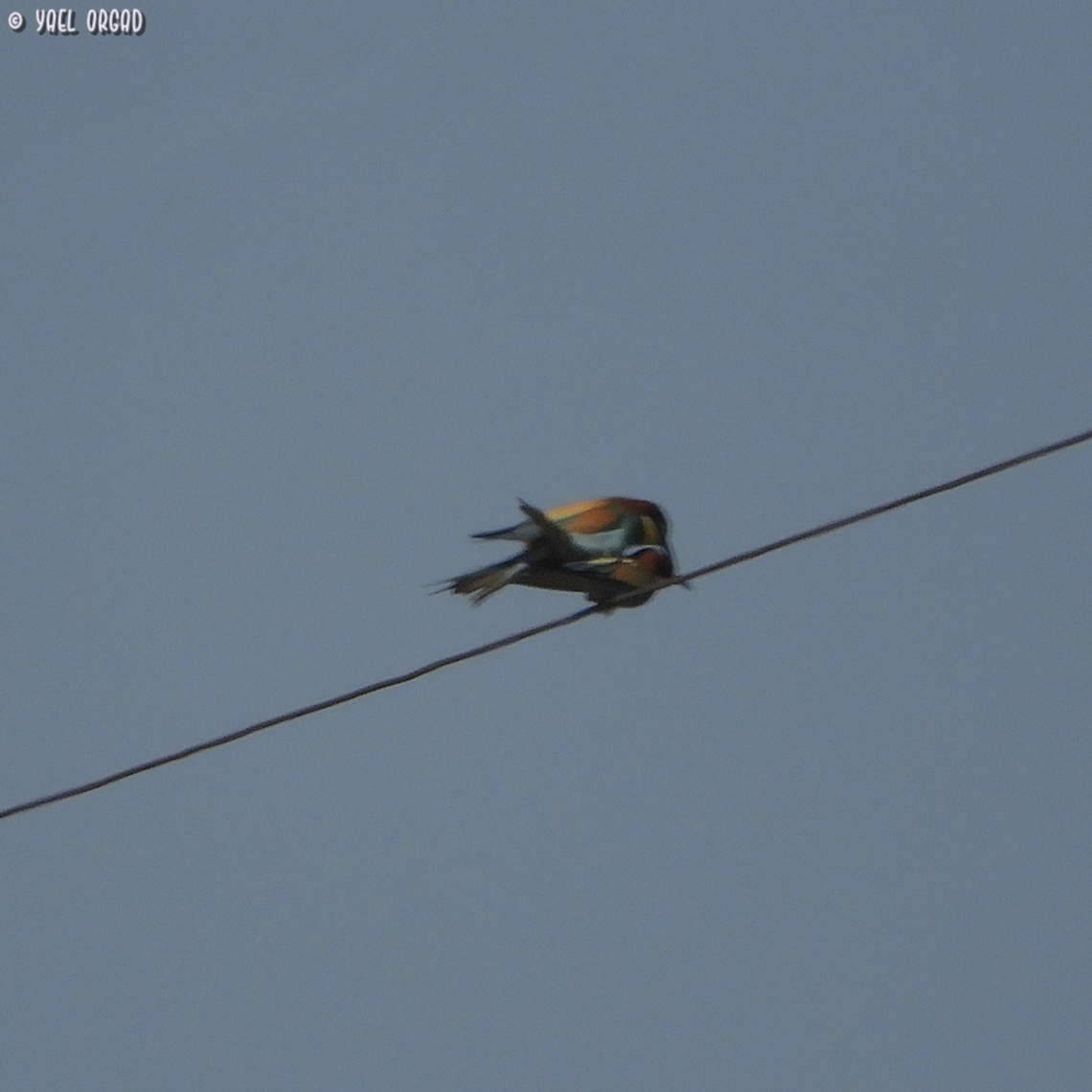 Merops apiaster - European Bee-Eater I know my picture is not as sharp and good as most of the Bee-Eater pictures on the site, but it&#039;s a mating picture, and no-one uploaded the from Israel, so here goes...  European bee-eater,Geotagged,Israel,Merops apiaster,Spring