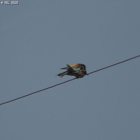 Merops apiaster - European Bee-Eater I know my picture is not as sharp and good as most of the Bee-Eater pictures on the site, but it's a mating picture, and no-one uploaded the from Israel, so here goes...  European bee-eater,Geotagged,Israel,Merops apiaster,Spring
