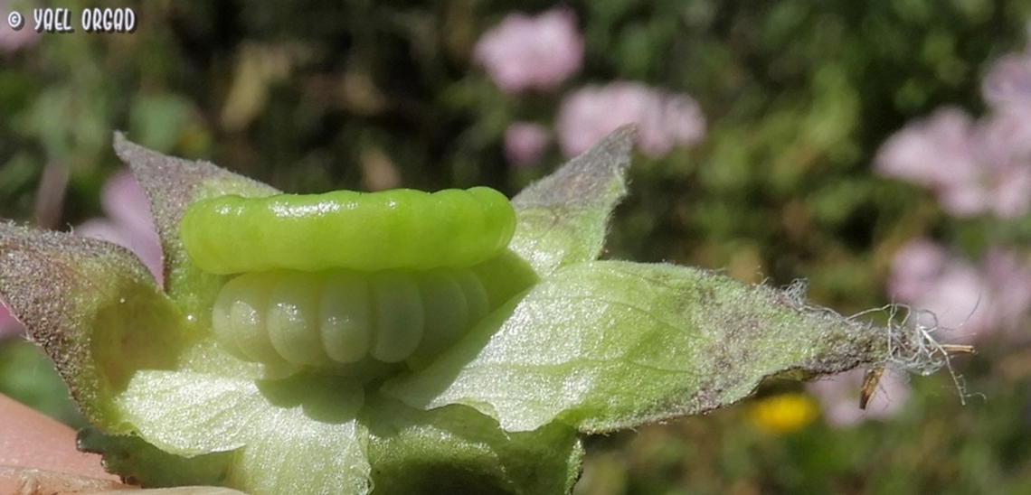 Malva trimestris - fruit this Malva has a fruit very similar to others in the Malvaceae family, only it has a disc above the seeds. <br />
 Annual mallow,Geotagged,Israel,Malva trimestris,Spring