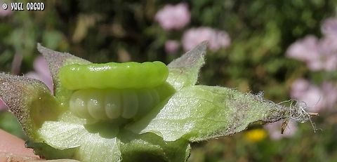 Malva trimestris - fruit this Malva has a fruit very similar to others in the Malvaceae family, only it has a disc above the seeds. 
 Annual mallow,Geotagged,Israel,Malva trimestris,Spring
