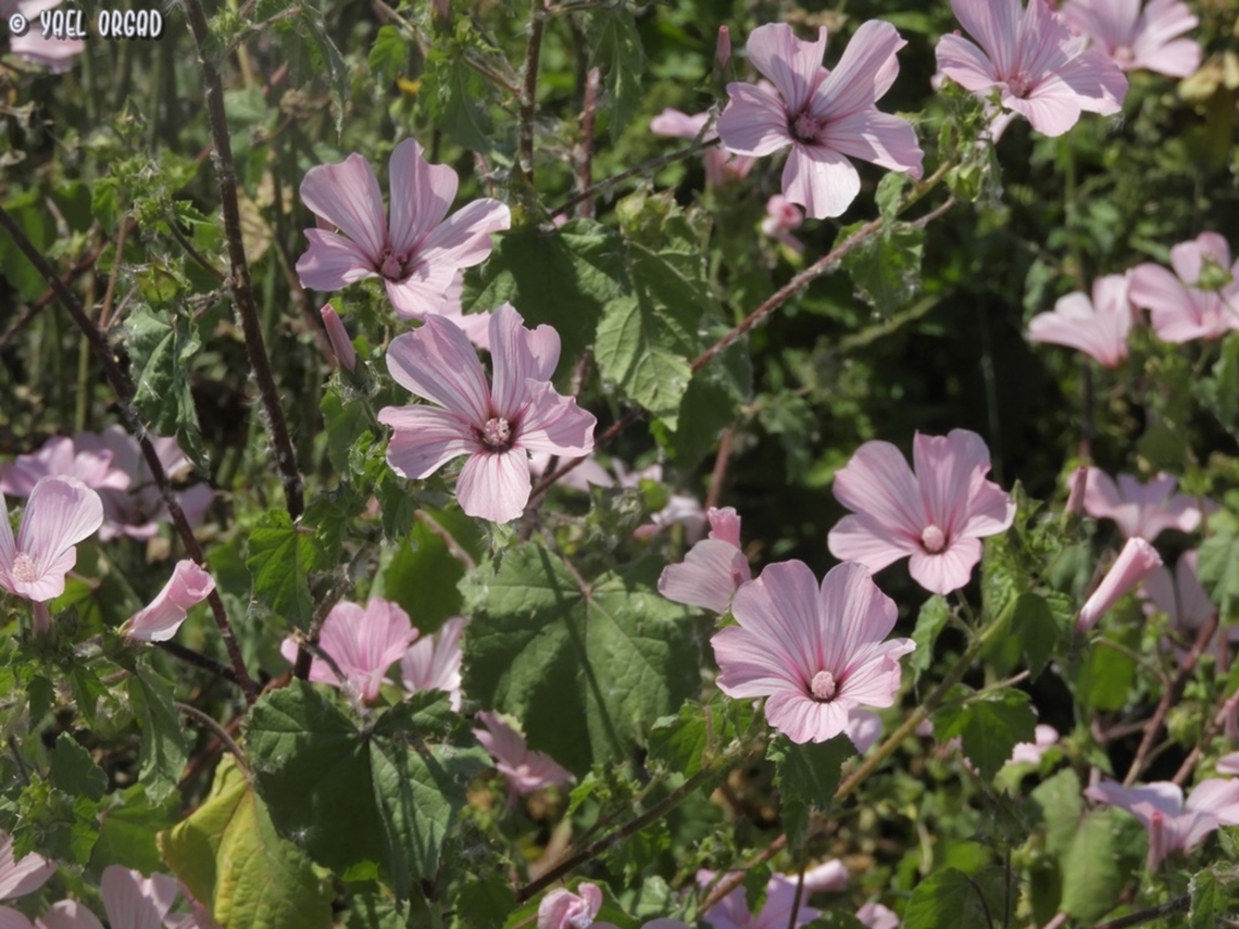 Malva trimestris  Annual mallow,Geotagged,Israel,Malva trimestris,Spring