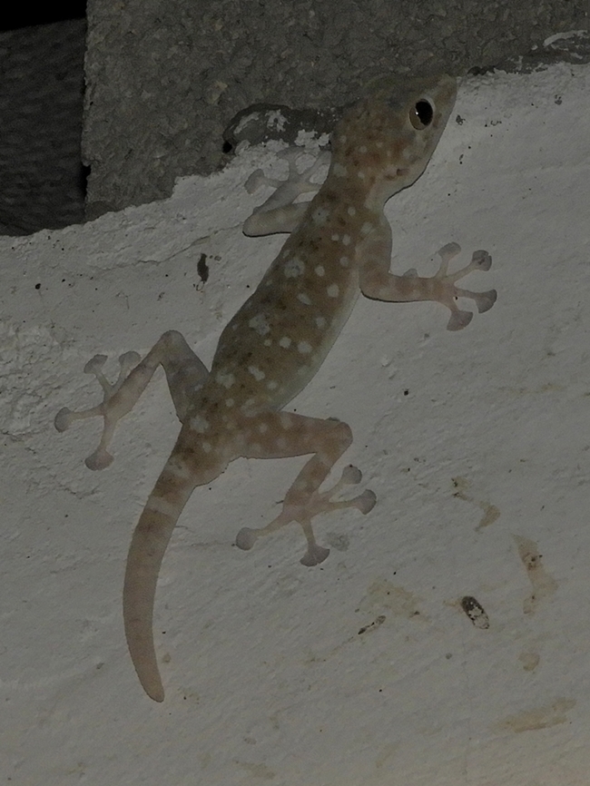 Ptyodactylus guttatus I really like the Ptyodactylus  geckos. their wide fingers, and the spotted bodies - they are really cute creatures!<br />
I was invited to a surprise birthday party in Tel Aviv, and on the outer wall of the building I found a couple of geckos, and for me - this was the highlight of the party... ;-)  Geotagged,Israel,Israeli Fan-fingered Gecko,Ptyodactylus guttatus,Ptyodactylus puiseuxi,Sinai Fan-fingered Gecko,Spring